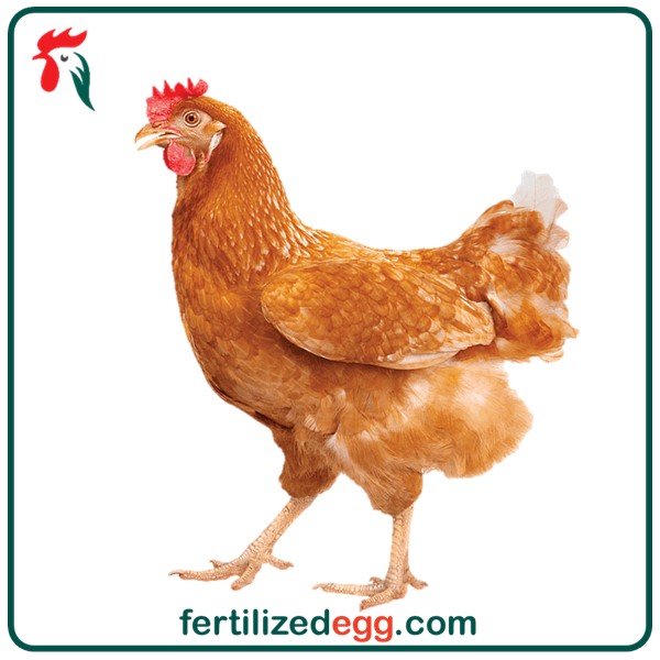 تخم نطفه دار مرغ نیوهمشایر